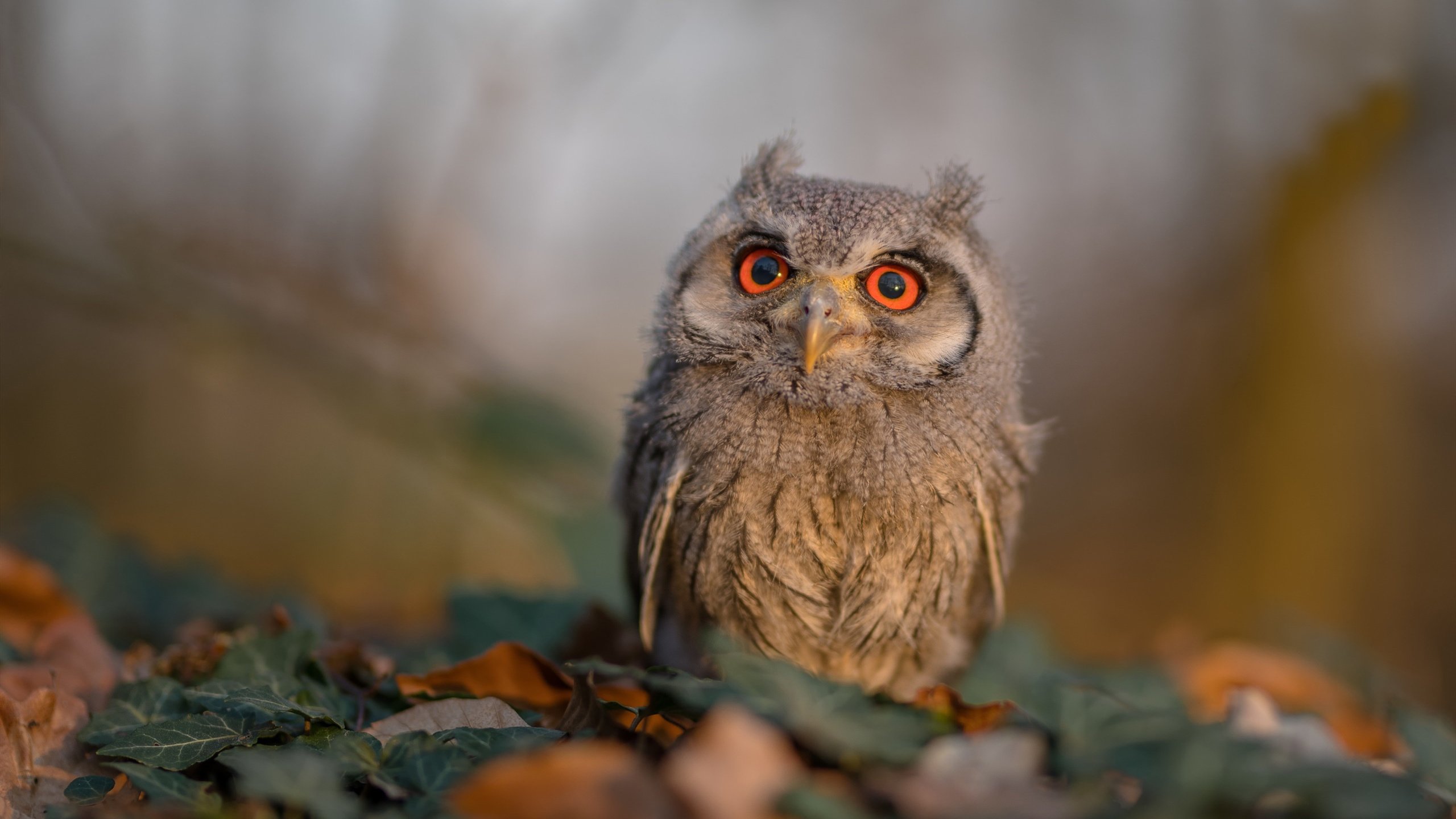 意甲焦点战之夜，李刚仁统治全场，闪耀亚平宁