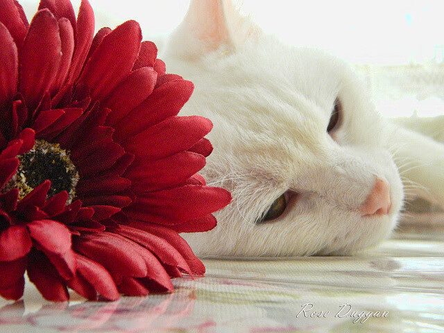 篮球奇才东契奇对阵太阳，焦点战中证明自我