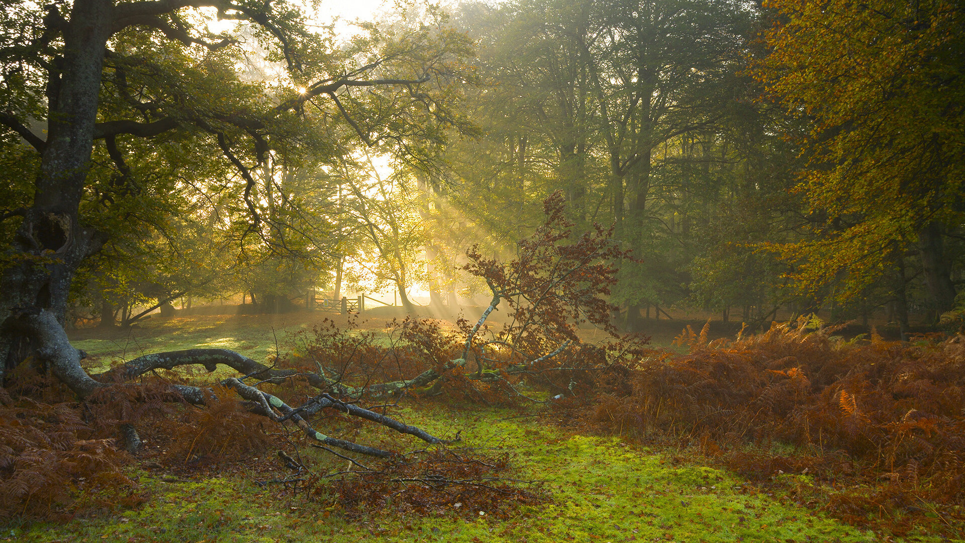 绝杀风暴眼,京多安点亮马赛之夜