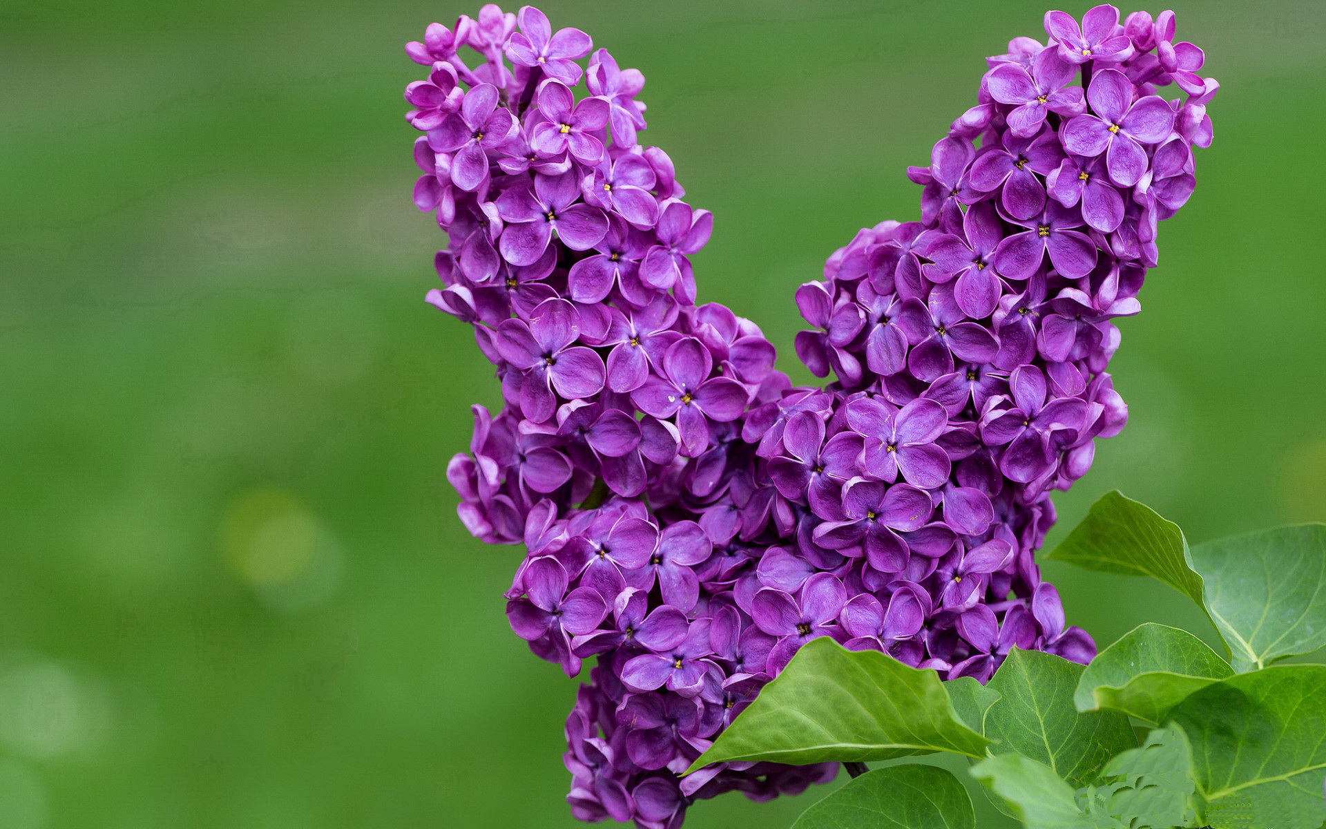 武切维奇爆发轰下35+18，广厦末节一波流带走热火