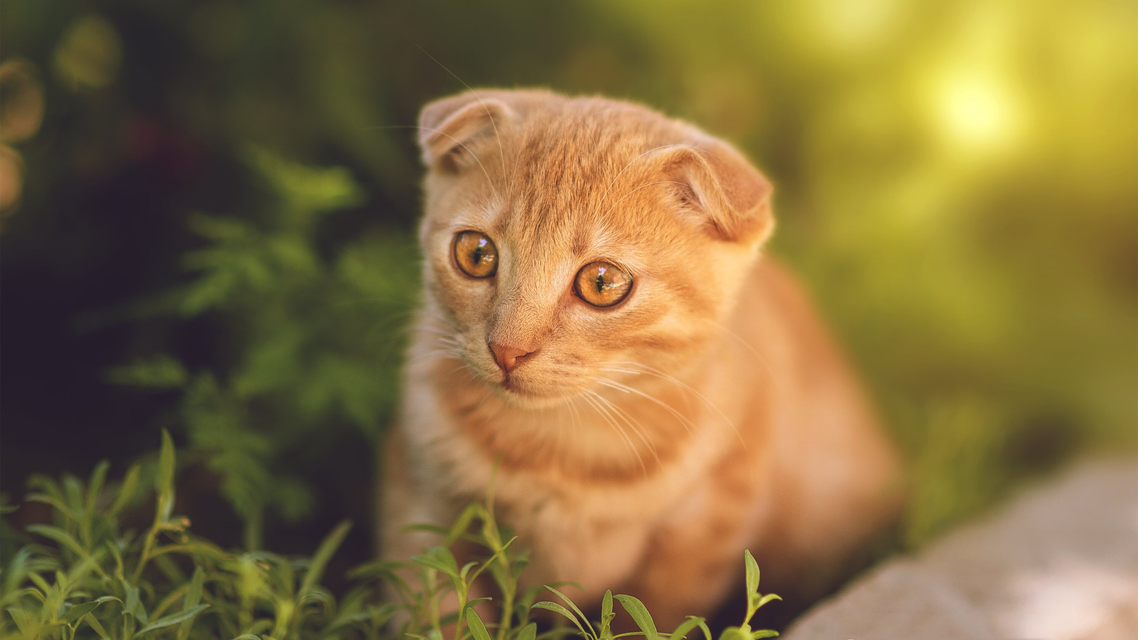 钢铁防线与致命一击,孔德主宰,土耳其豪门收割亚特兰大之战