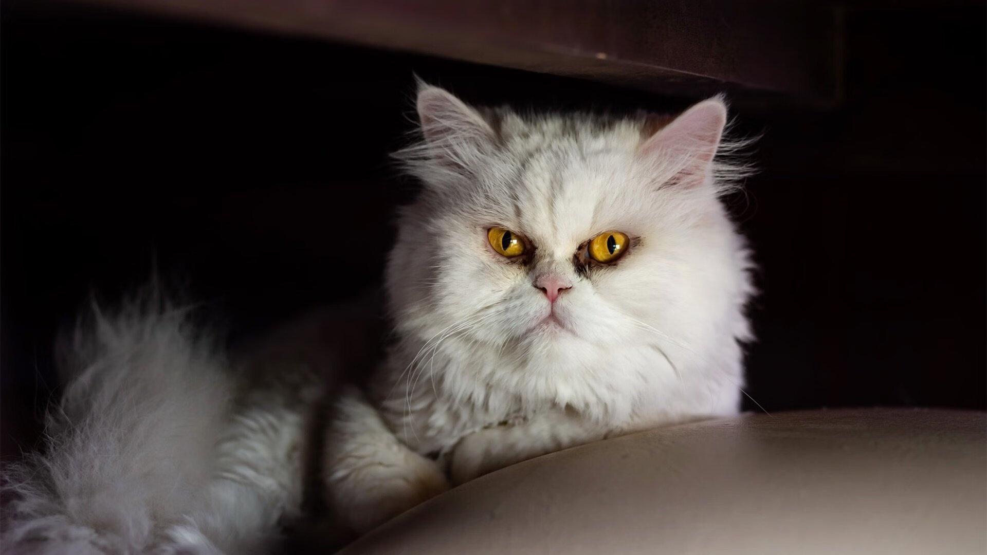 德罗赞爆发砍下40+独行侠决胜局险胜广东队迎来国际友谊赛胜利