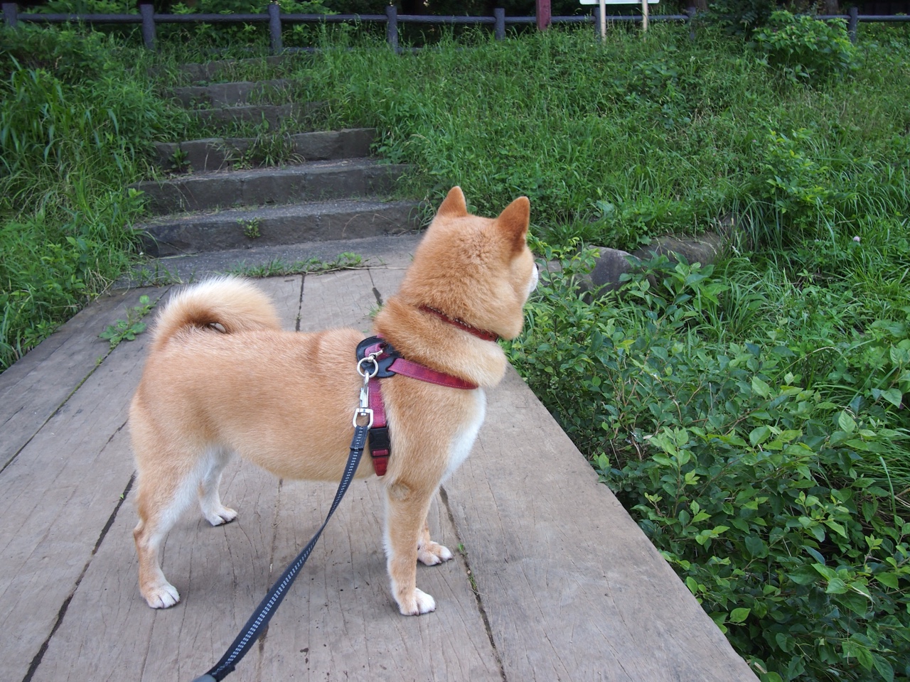 西亚卡姆，硬仗之王的崛起与灰熊节奏掌控下的76人博弈