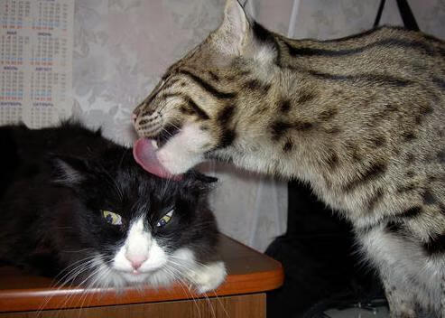 雄鹿主场力克凯尔特人,拉梅洛·鲍尔关键表现引领胜利狂潮