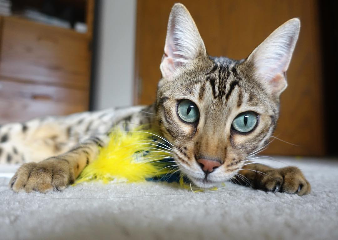 F1围场式的CBA终极较量，76人进攻引擎全开，在冲刺圈火力压制新疆队