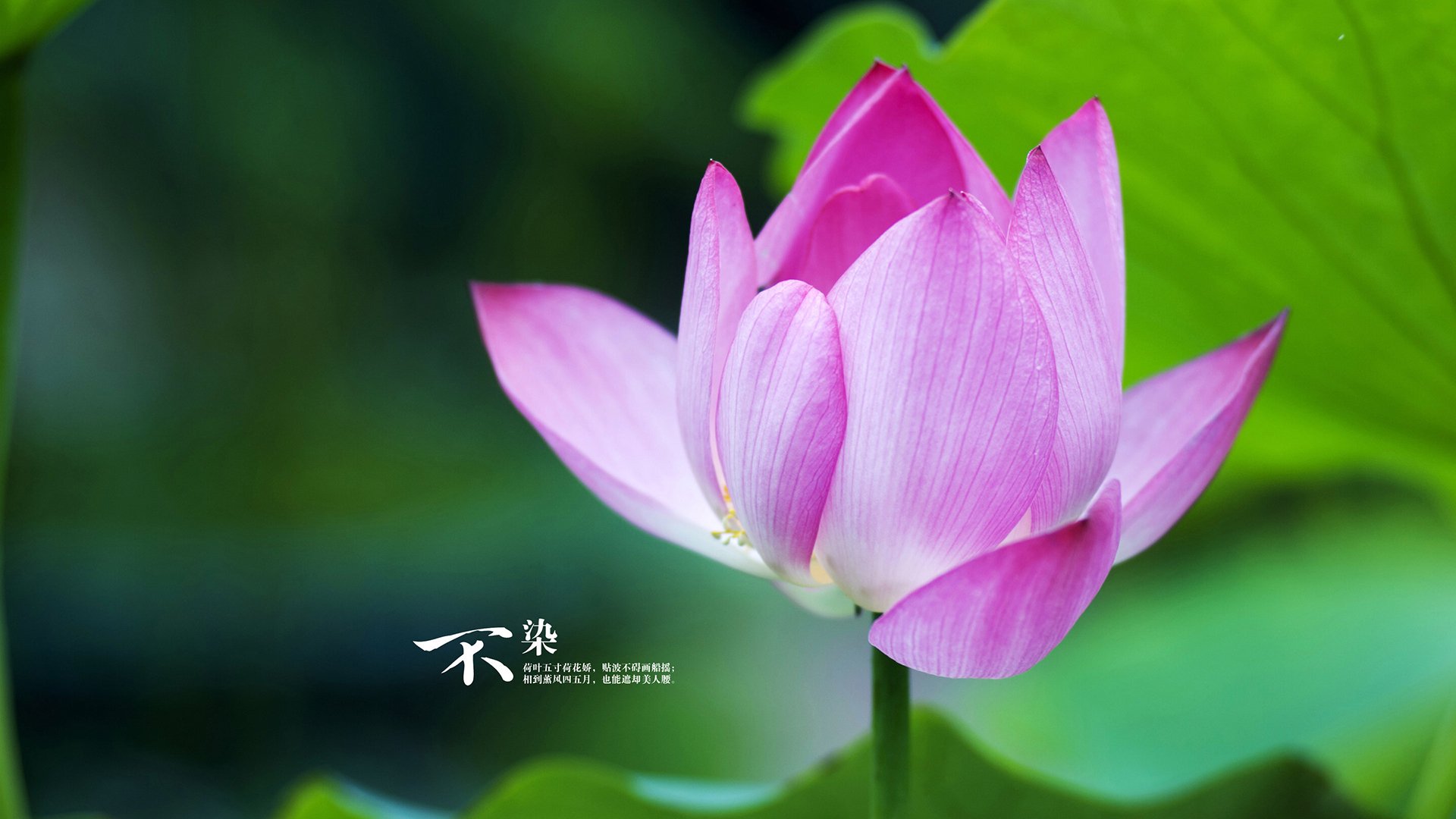 霍勒迪关键先生引领爵士队狂胜浙江队，友谊赛展NBA统治力