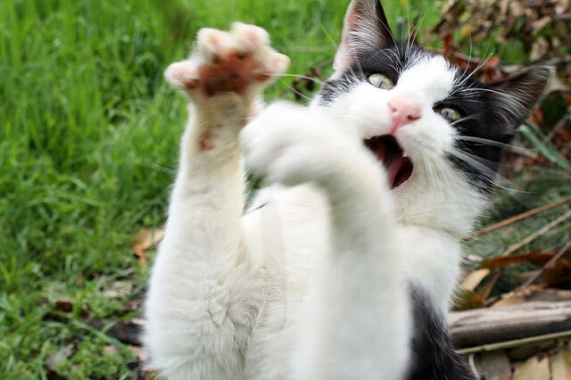 光芒与鸿沟，加克波闪耀难阻安哥拉单节洪流