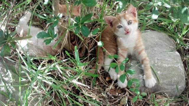 骑士碾过热火晋级，戈贝尔攻防两端定江山